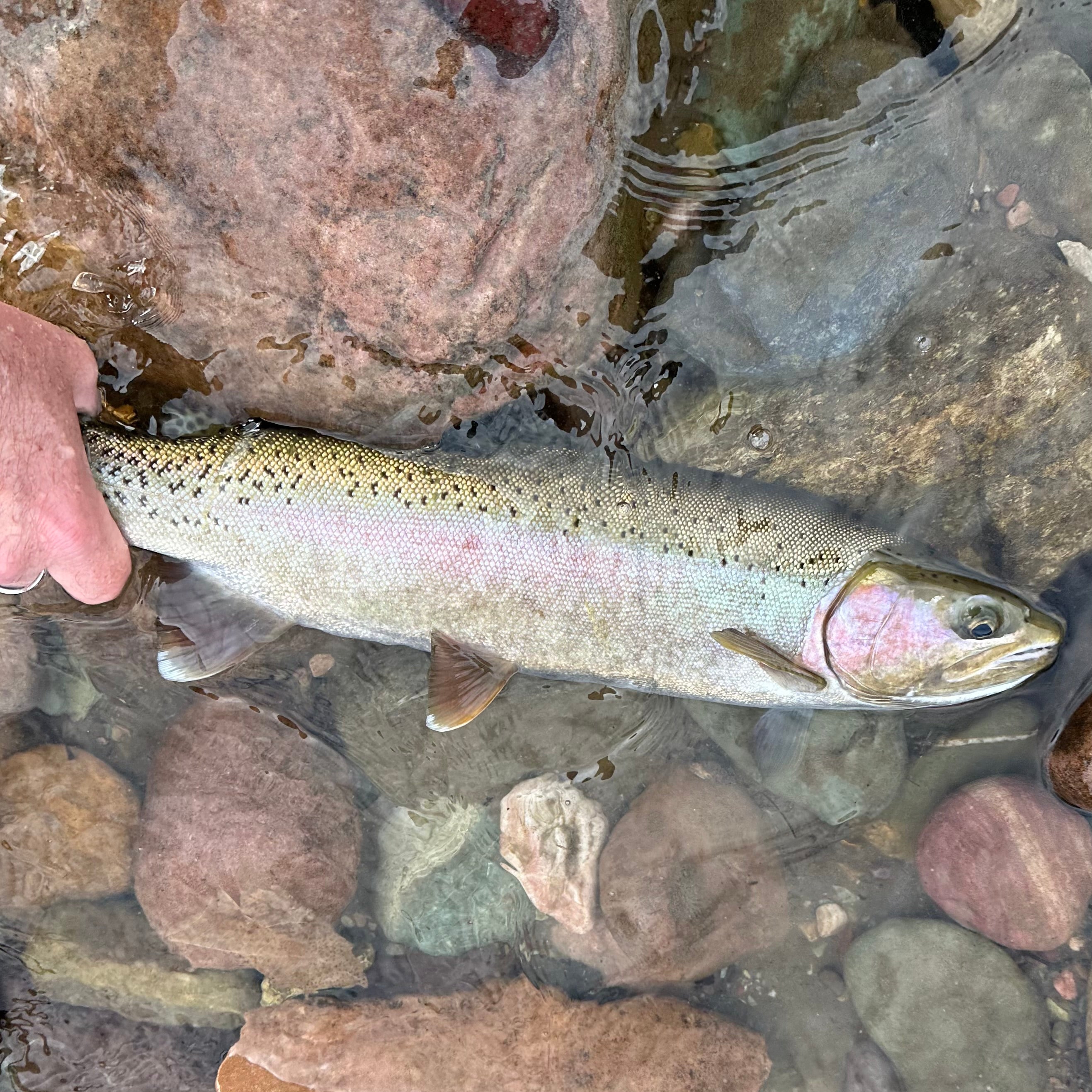 An Unforgettable Afternoon on the Clark Fork River, Missoula Montana