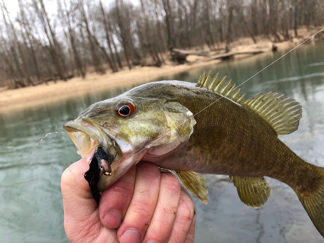 St. Louis February Fly Fishing Opportunity