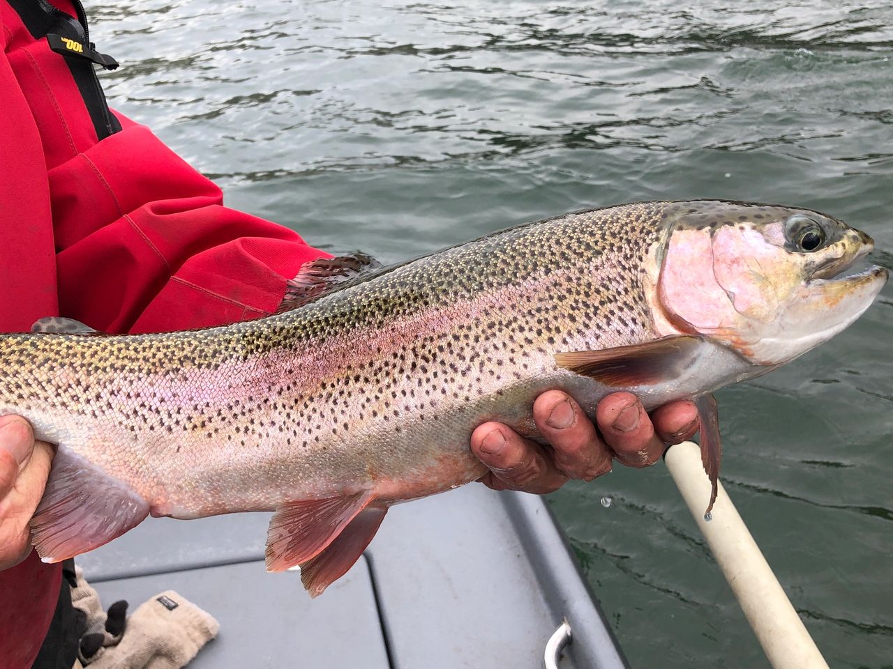 White River Arkansas Fly Fishing with Gaston's Resort