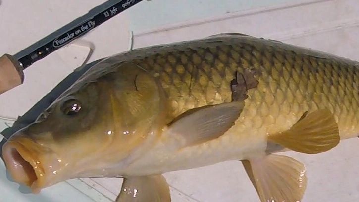 Quarantine Carp on the Fly
