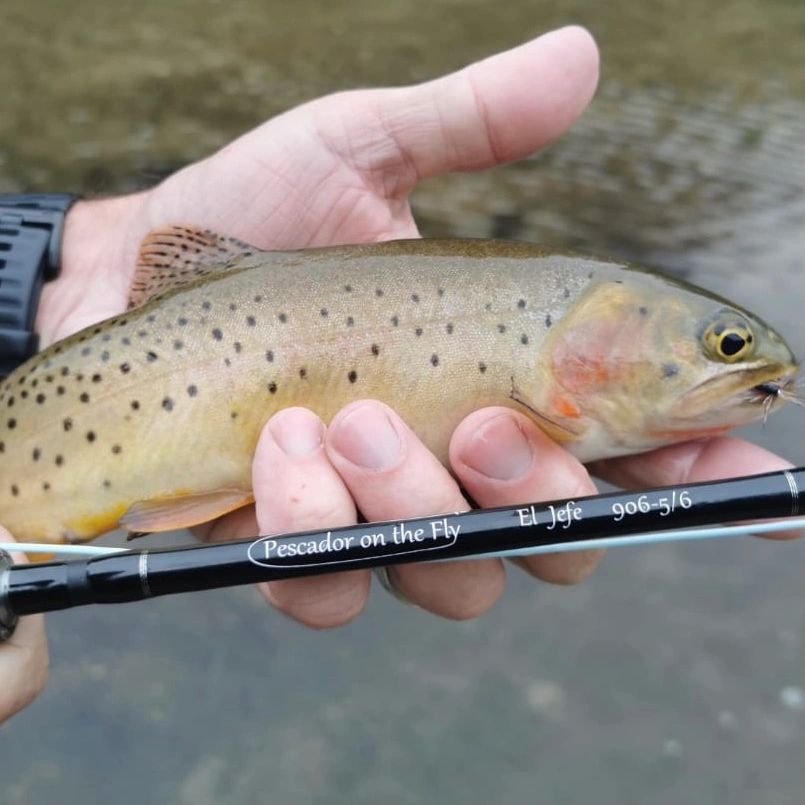 Montana Backcountry Camping & Fly Fishing Adventure: Part 2