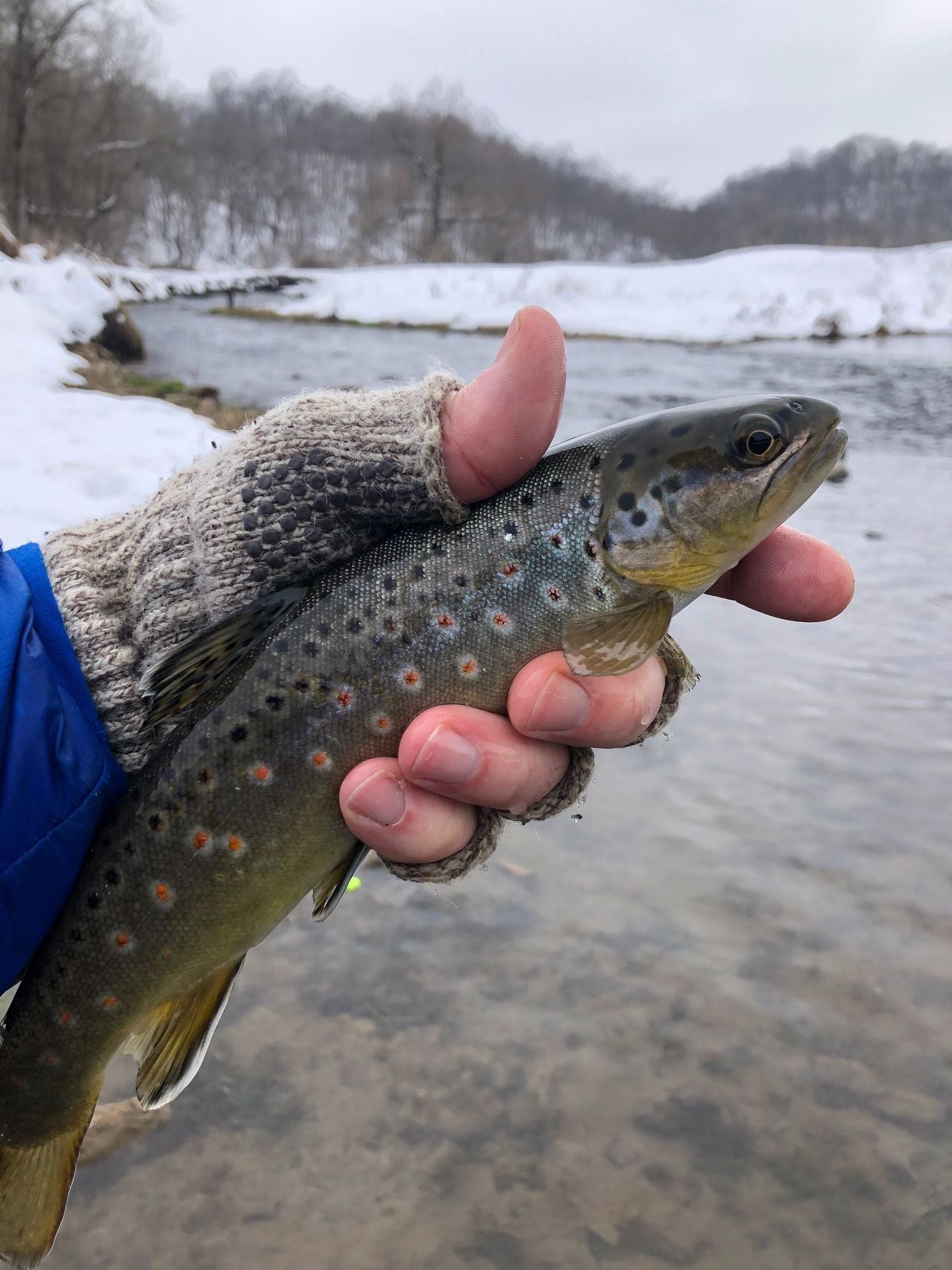 January Driftless Fly Fishing: Waterloo Creek