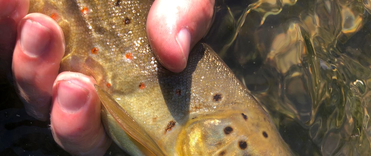 Epic Afternoon on Waterloo Creek