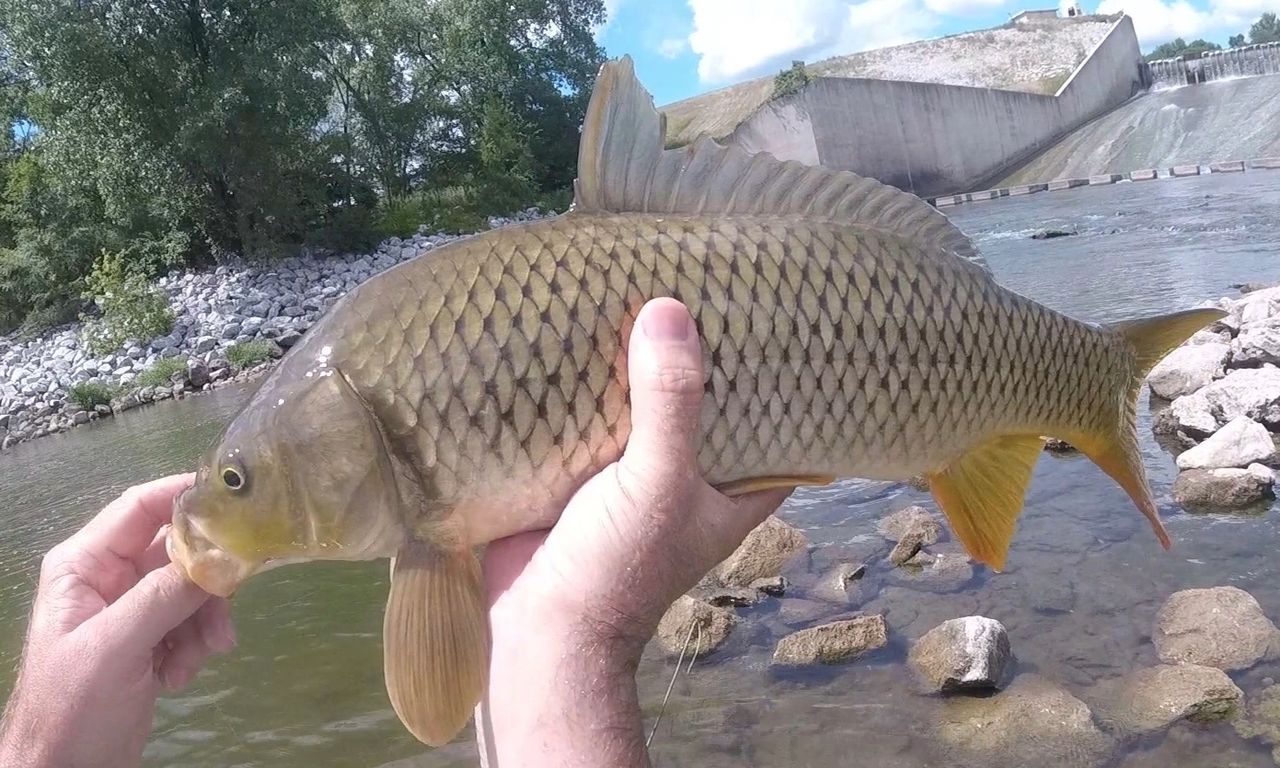 Raccoon River Summer Carp on the Fly