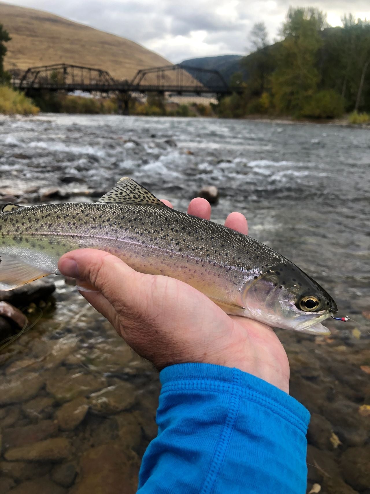 Downtown Missoula Fall Fly Fishing Action, DIY Style