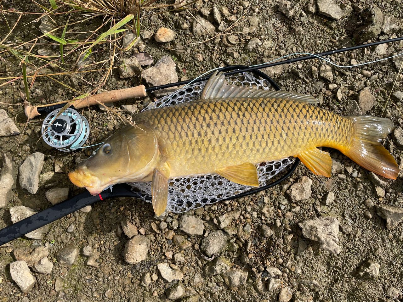 Monster Carp on the Fly