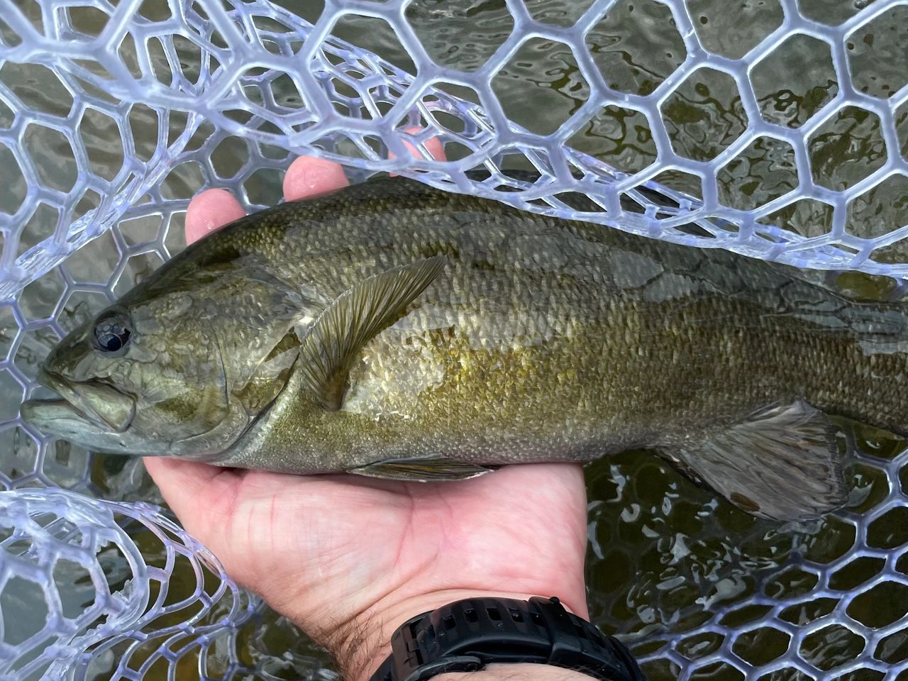 Warm Water Fly Fishing is Heating Up