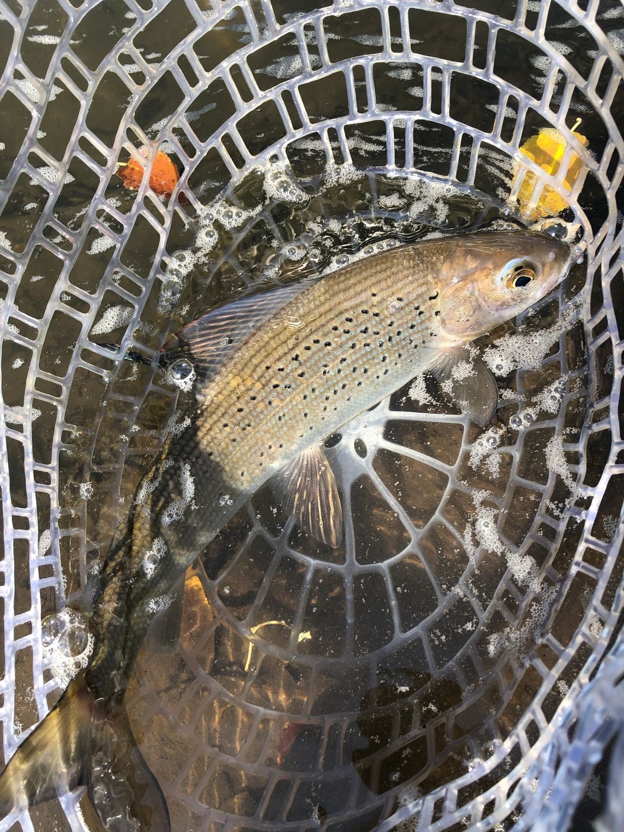 Big Laramie, Big Surprises, Wyoming