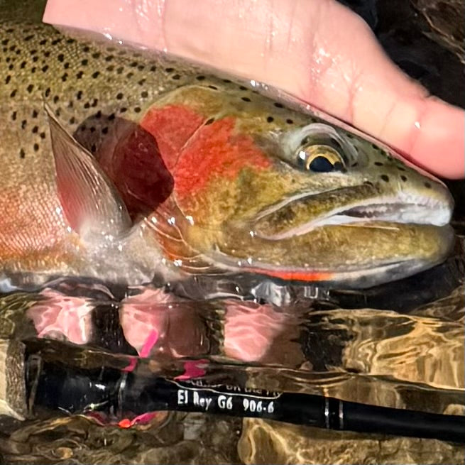 A vivid spawning cutthroat trout beside an El Rey G6 906-6 fly rod on Montana's Clark Fork