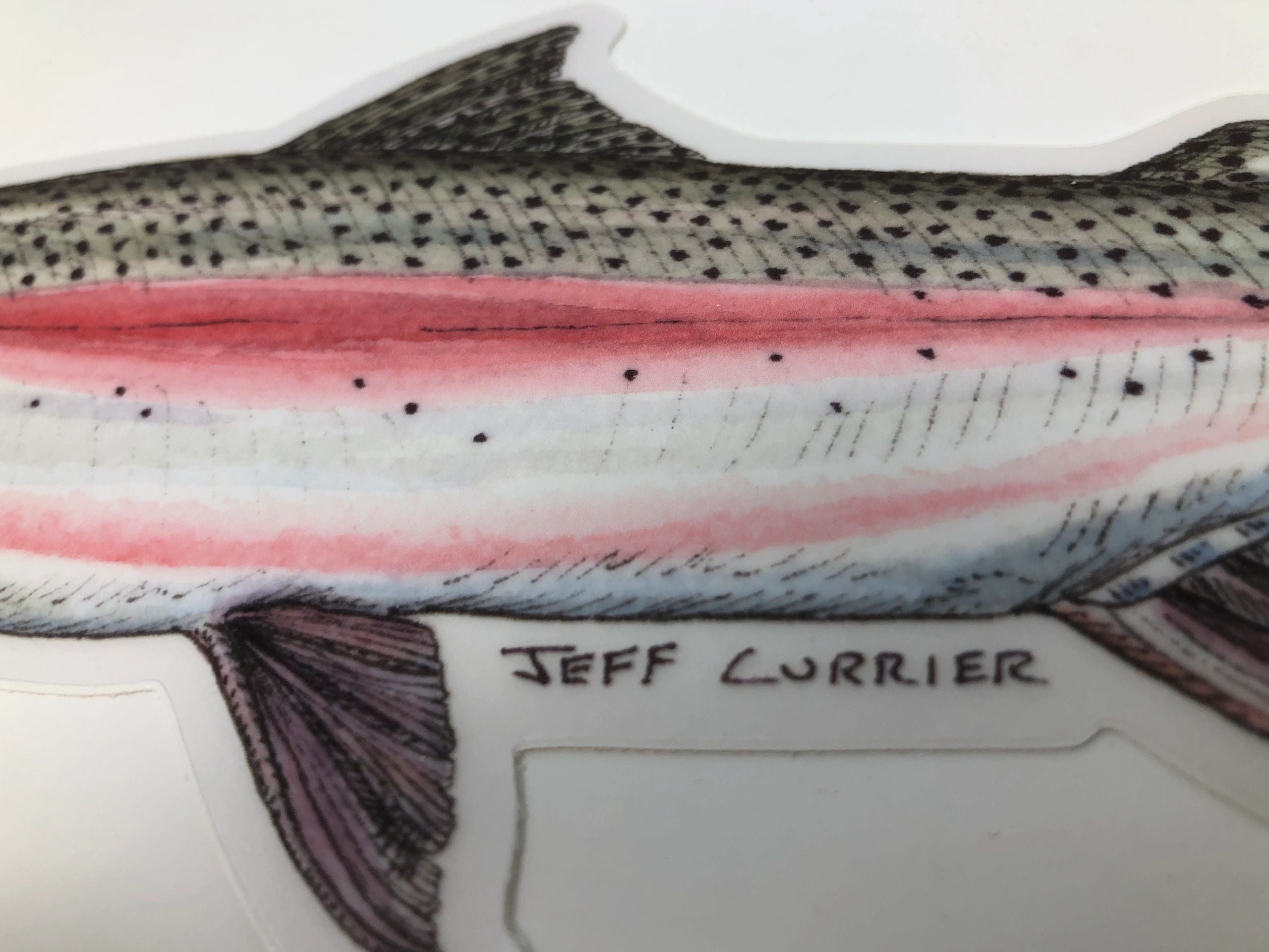 JEFF CURRIER DESIGNED 5 INCH PREMIUM TROUT DECALS