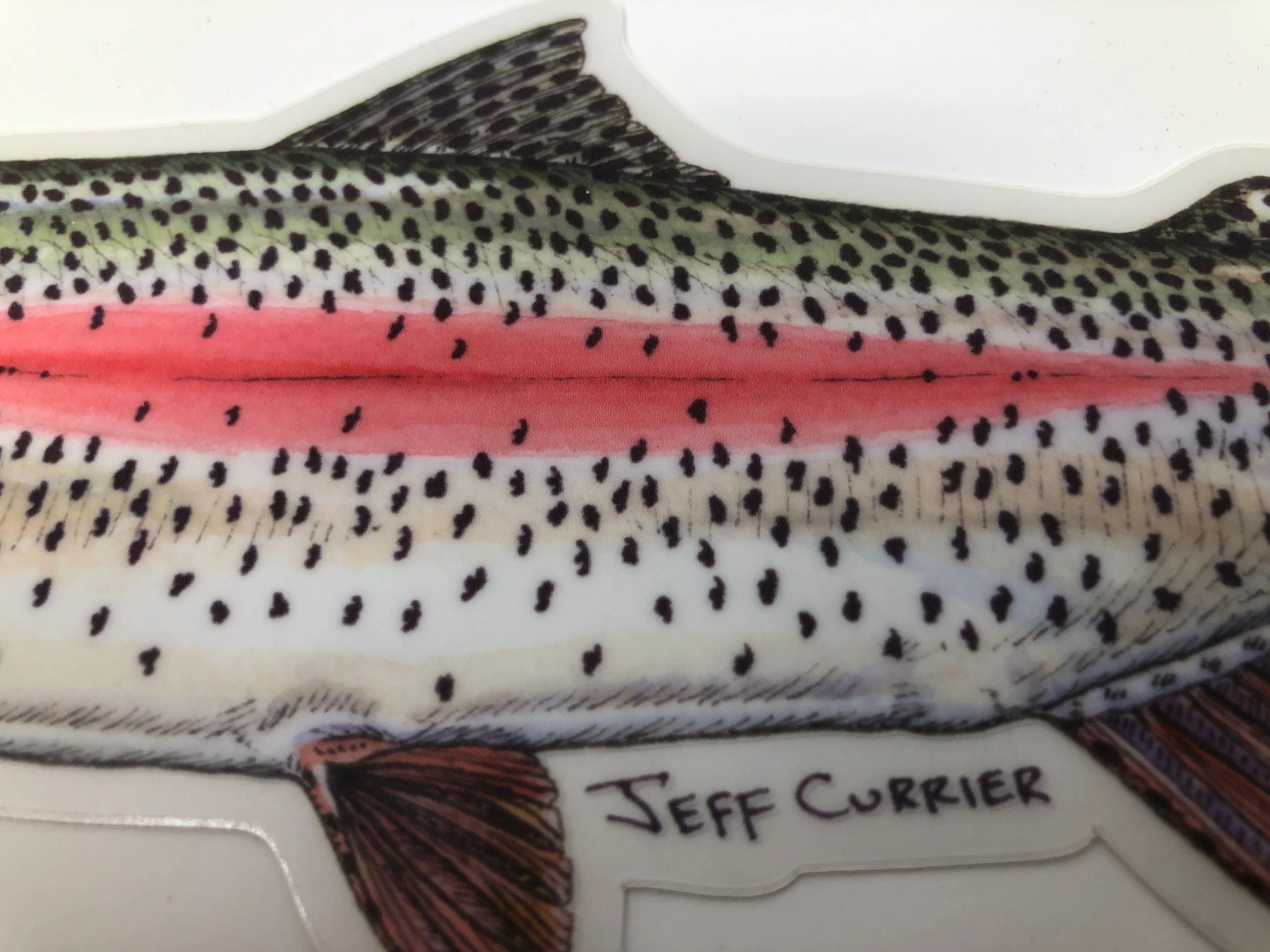 JEFF CURRIER DESIGNED 5 INCH PREMIUM TROUT DECALS