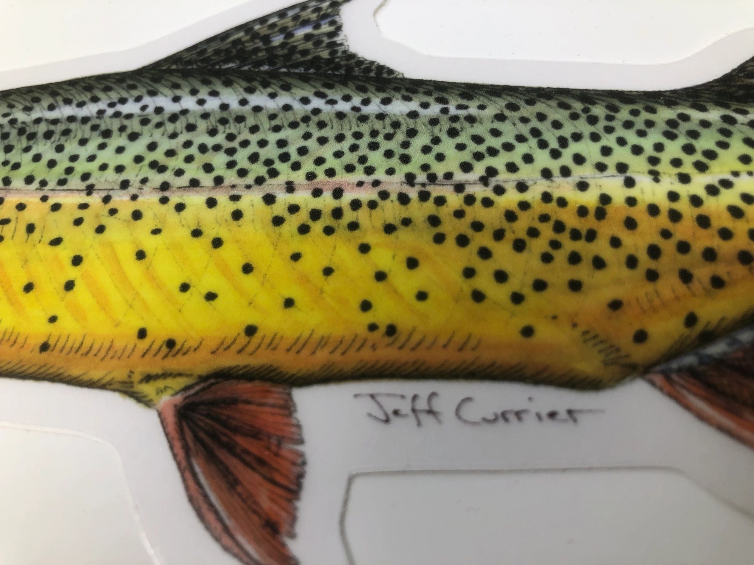 JEFF CURRIER DESIGNED 10 INCH PREMIUM TROUT DECALS