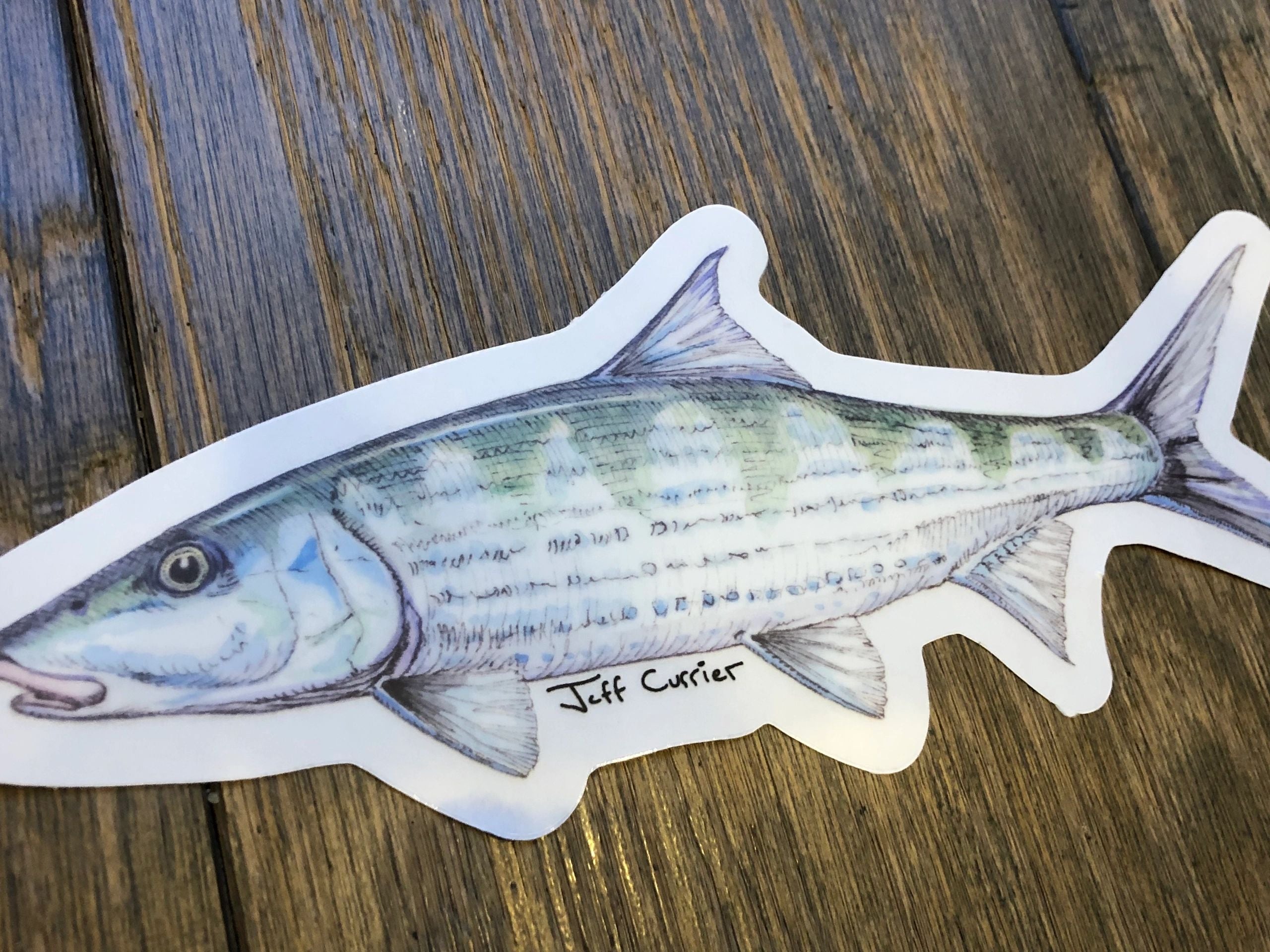 JEFF CURRIER DESIGNED PREMIUM SALTWATER FLATS FISH DECALS