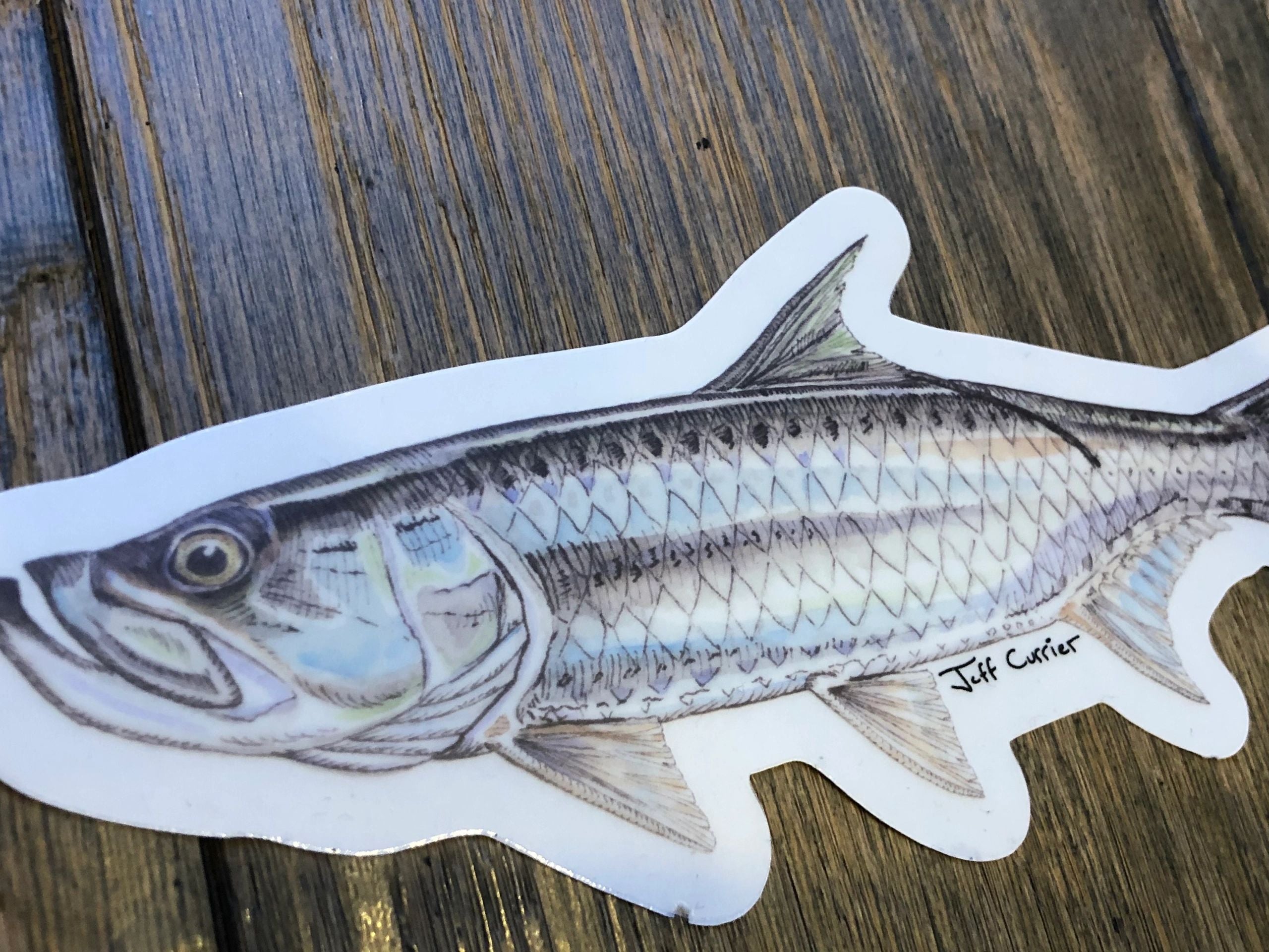 JEFF CURRIER DESIGNED PREMIUM SALTWATER FLATS FISH DECALS