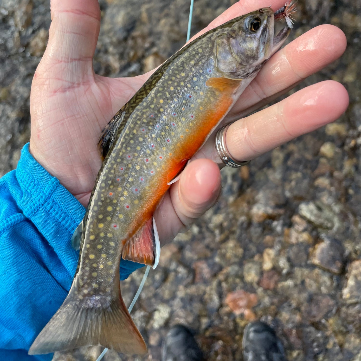 A High-Altitude Adventure: Chasing Brook Trout at Willow Lakes Colorado