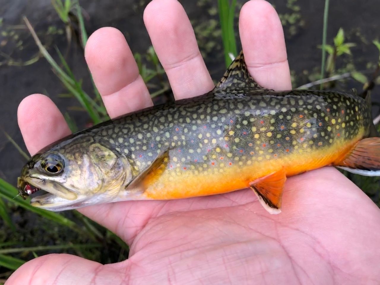 Montana’s Wild Brook Trout