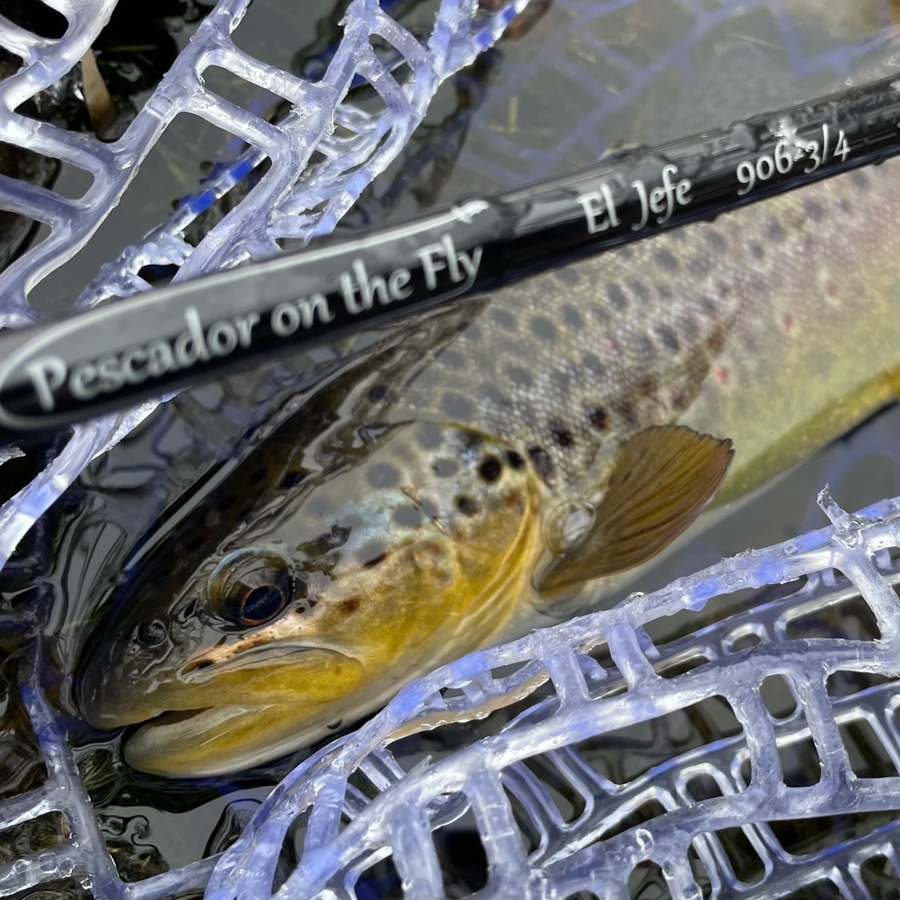 Iowa Driftless Region January 2021 Fly Fishing - North Bear Creek