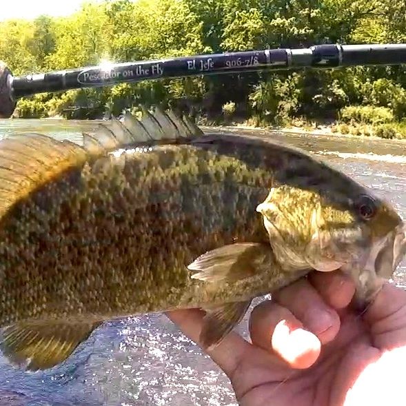 Late May Smallmouth on the Fly