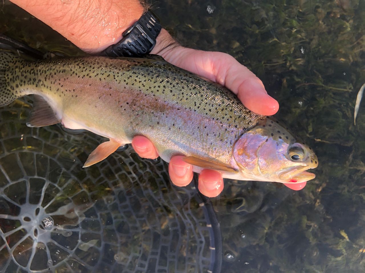 Driftless Region in August Fly Fishing Break From the Real World