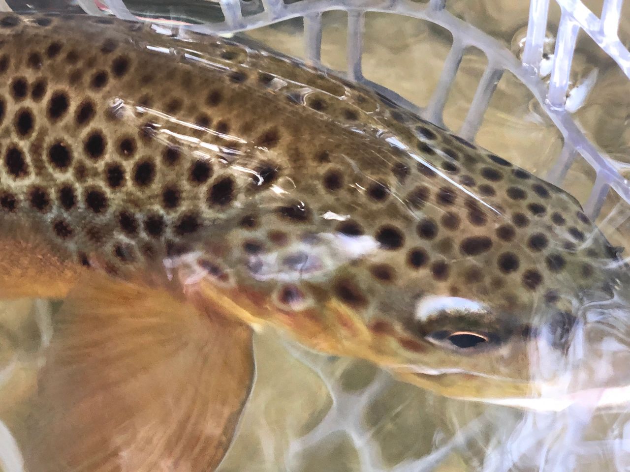 North Bear Creek, The Driftless Morning Fly Fishing Before Work