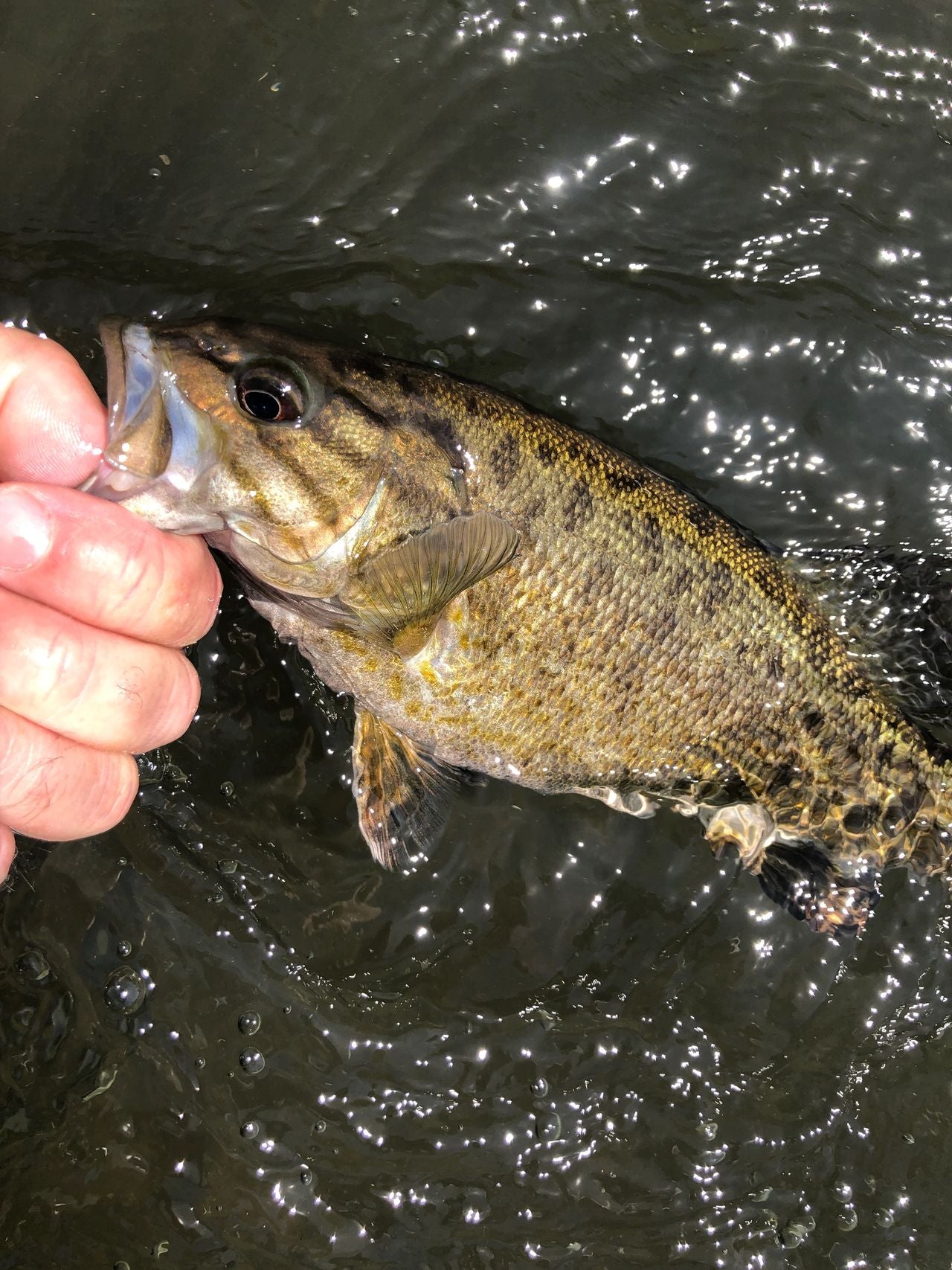 Escape from Quarantine, Iowa Smallmouth Bass on the Fly