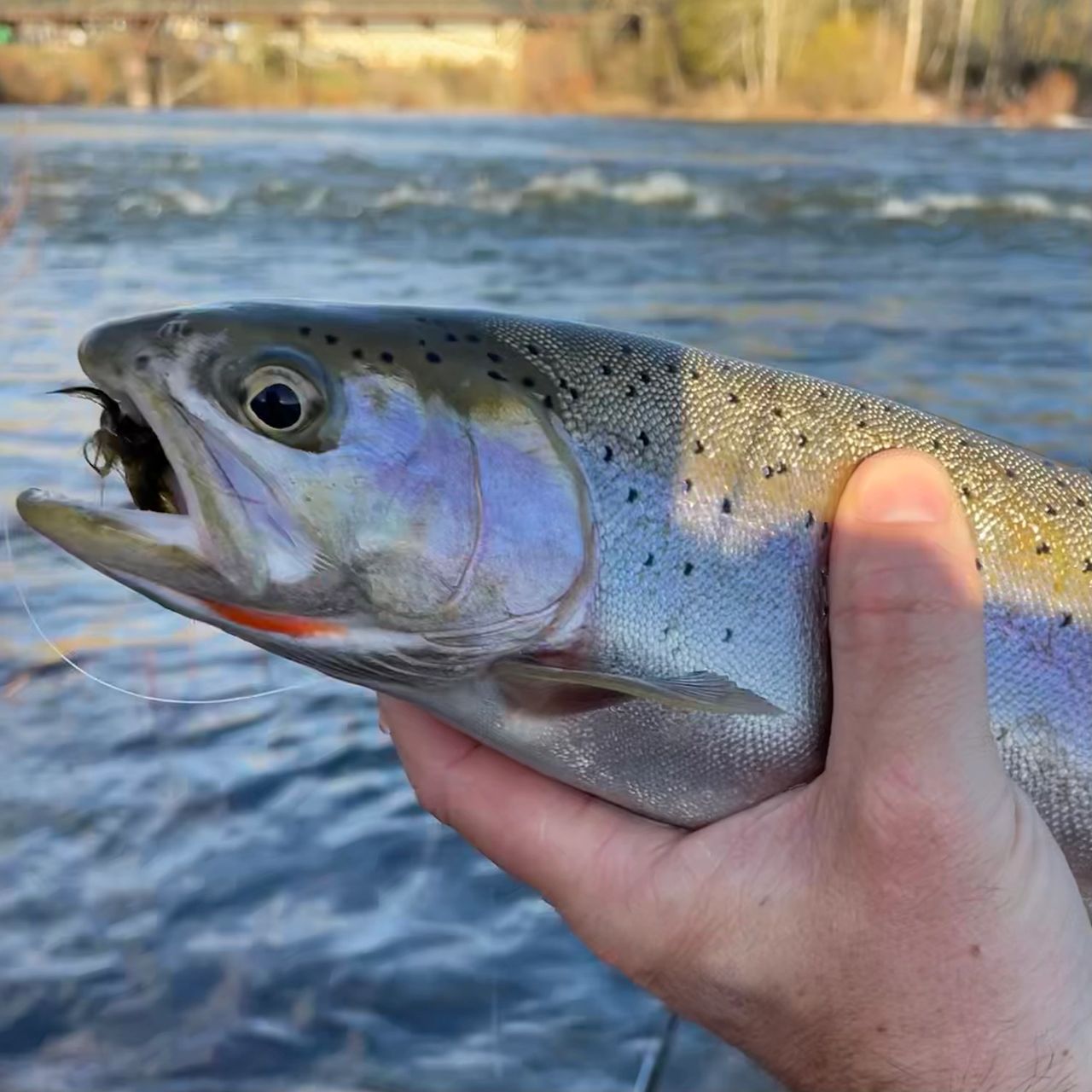 Cutthroat Trout on the Streamer in Downtown Missoula, Montana