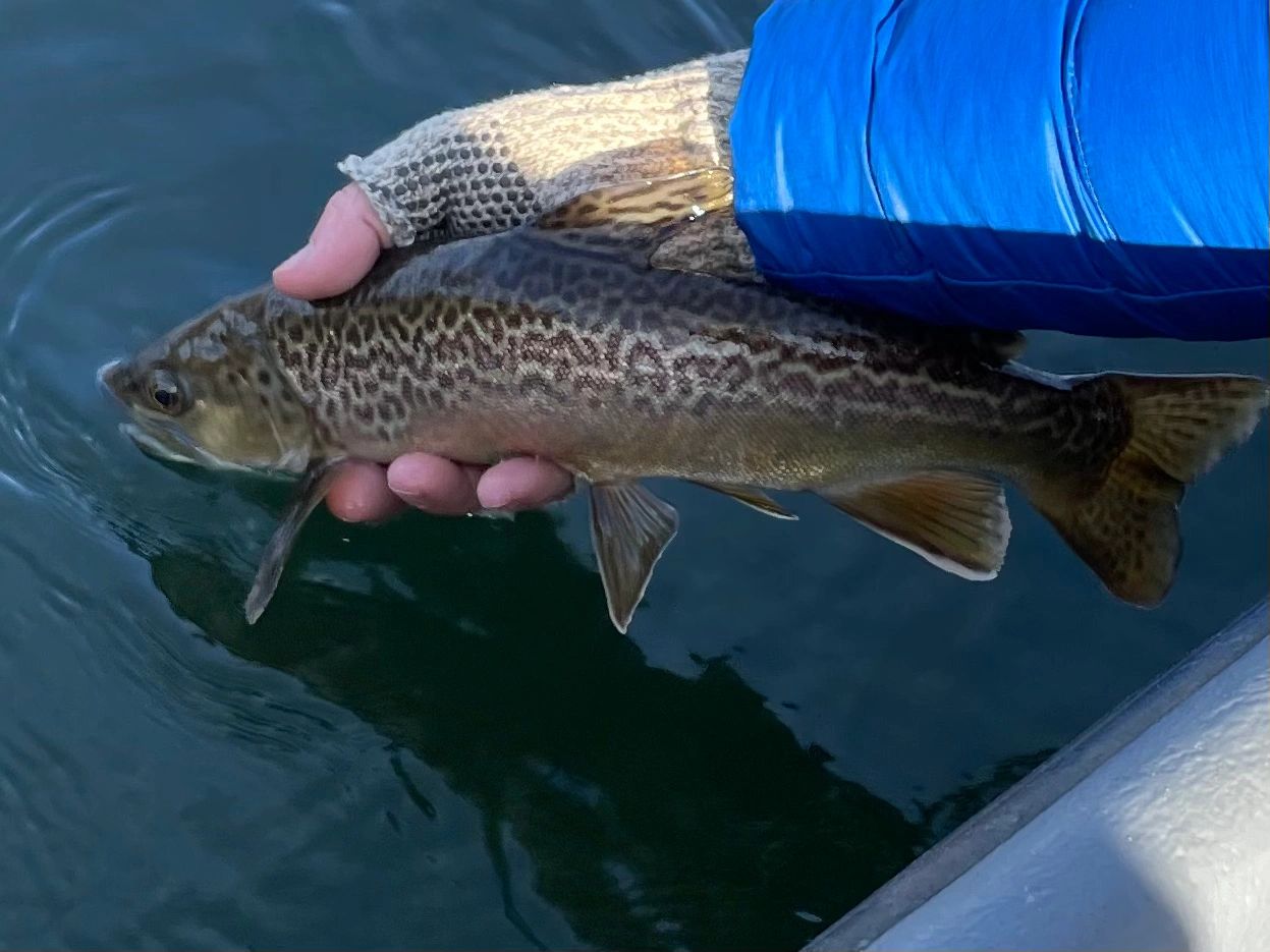 Tiger Trout, White River Arkansas with Gastons Resort