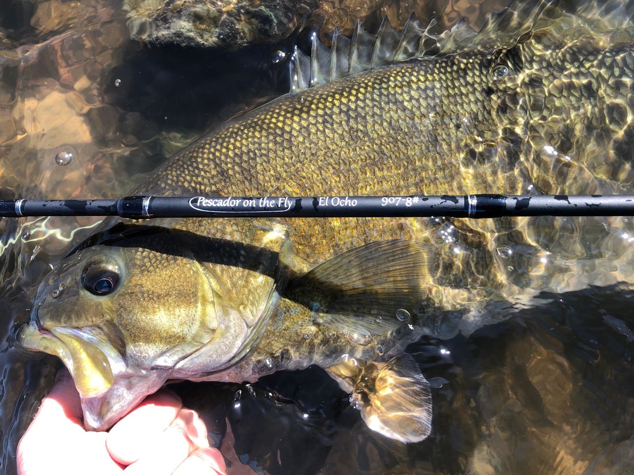 Fall Fly Fishing Smallmouth Bass: Escape from the Office