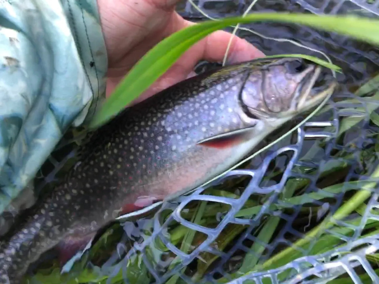 Native Iowa Driftless Brook Trout