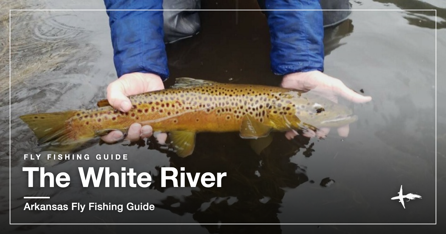 A large brown trout held above the White River tailwater in Arkansas