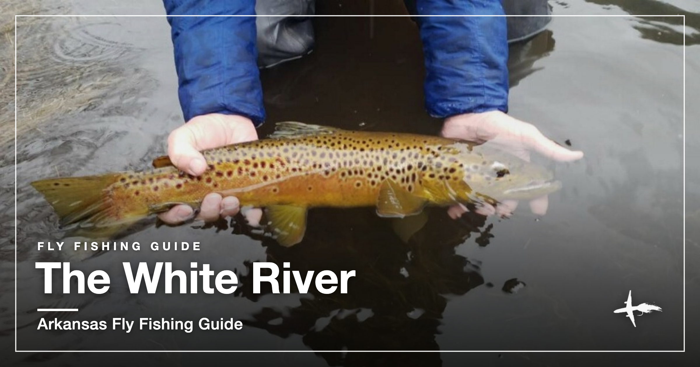 A large brown trout held above the White River tailwater in Arkansas